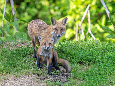 Red foxes photo by Emily Mitchell