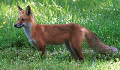  Photograph of adult red fox in meadow, courtesy of Pennsylvania Game Commission