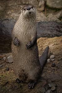 River Otter by Jon Nelson CC by NC ND 2.0