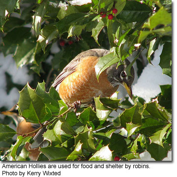 Robin in American Holly, photo by Kerry Wixted