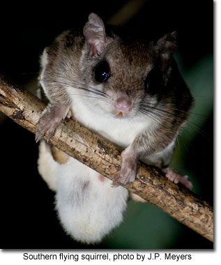 Southern flying squirrel, photo by J.P. Meyers