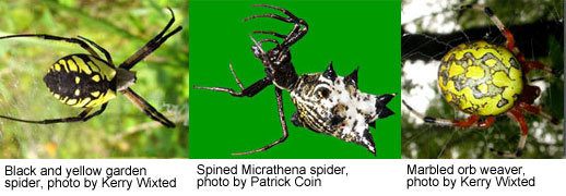 Photo Collage of Orb-Weavers /
