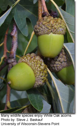Many wildlife species enjoy White Oak acorns. Photo by: Steve J. Baskauf, University of Wisconsin-Stevens Point