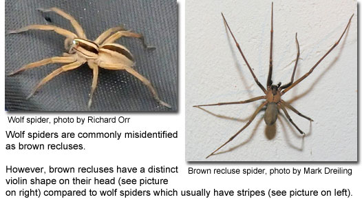 Wolf spider vs brown recluse