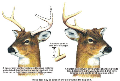 Illustration of antlers defining antlered deer in Maryland