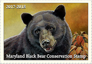 2017-2018 Maryland Black Bear Conservation Stamp winning design - by Steve Oliver