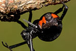 Black widow spider Photo © Richard Schuerger