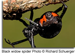 Black widow spider, photo by Richard Schuerger