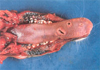 Photograph showing ulcerated tongue of white-tailed deer ulcerated tongue