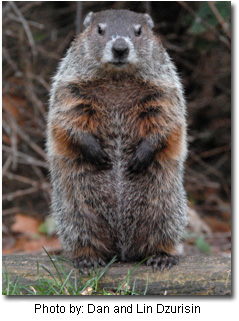 Groundhog (aka Woodchuck) - Photo by: Dan and Lin Dzurisin