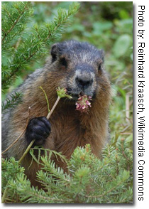 Groundhog (aka Woodchuck) - Photo by: Reinhard Kraasch, Wikimedia Commons