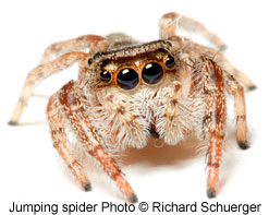 Jumping spider photo by Richard Schuerger