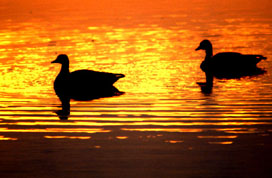 Two ducks enjoying the sunset at one of the marsh areas
