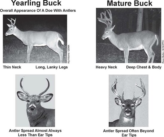 Quality Deer Management Chart of Comparisons