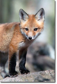 Photograph of red fox pup courtesy of Hal Korber/Pennsylvania Game Commission