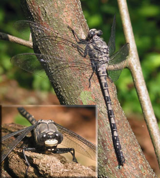 Gray Petaltail on tree trunk with inset of face of Gray Peteltail, photos by James McCann