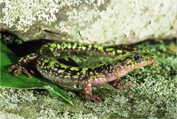 Adult photo of Green Salamander courtesy of Mark Tegges