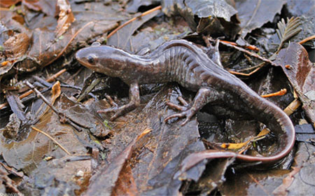 Adult Photo of Jefferson Salamander courtesy of John White