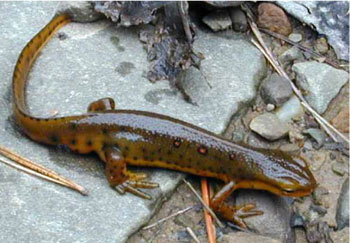 Photo 1: Adult photo of Red-spotted Newt courtesy of Paul Kazyak