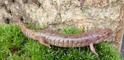 Adult Photo of Seal Salamander courtesy of David Kazyak