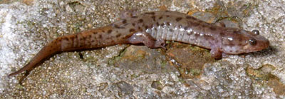 Photo 1: Adult photo of Seal Salamander courtesy of Jay Kilian