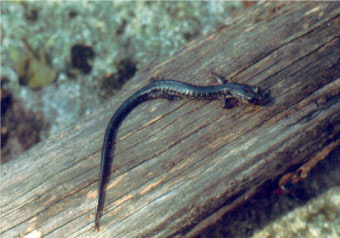 Adult Photo of Wehrle’s Salamander courtesy of Ed Thompson