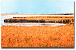 The terrain of Taylor's Island, marsh grass and shallow water abounds.