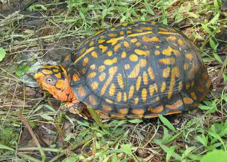 Photo of  Eastern Box Turtle courtesy of Scott A. Smith