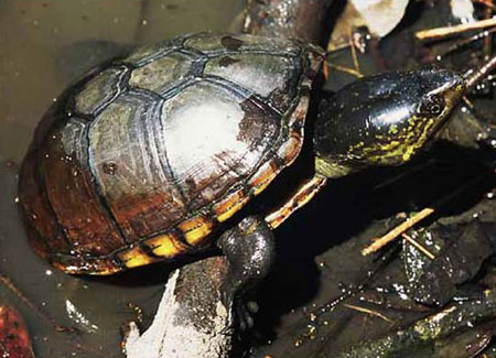 Photo of Eastern Mud Turtle courtesy of Mark Tegges