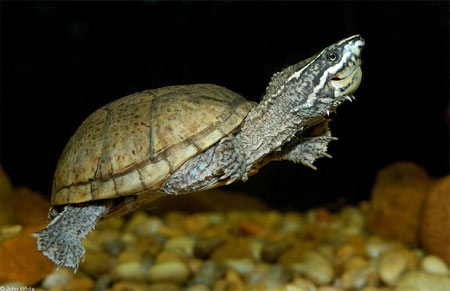 Photo of Eastern Musk Turtle courtesy of John White