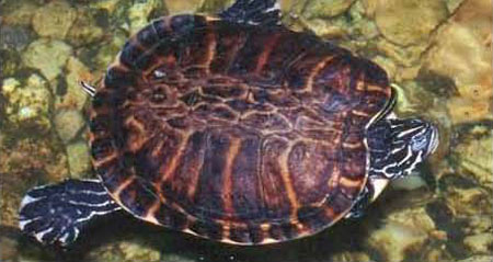 Photo of Eastern River Cooter courtesy of John White.