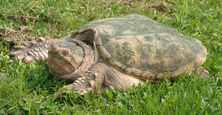 Photo of Eastern Snapping Turtle courtesy of Linh Phu.