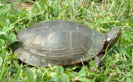 Midland Painted Turtle Photo Courtesy of Linh Phu