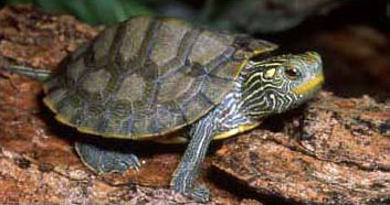 Photo of Northern Map Turtle courtesy of Jim Harding