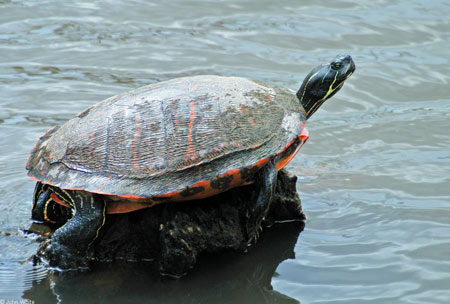 Photo of Northern Red-bellied Cooter courtesy of John White.