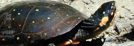 Photo of Spotted Turtle courtesy of Tony Prochaska.