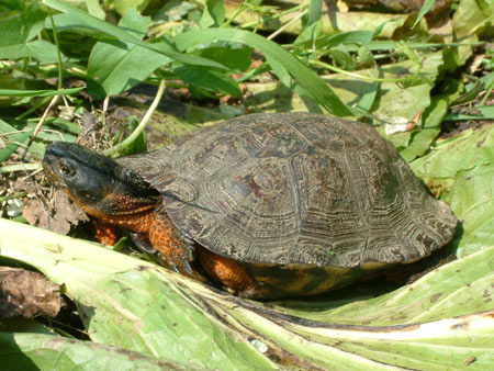 Photo of Wood Turtle courtesy of Linh Phu
