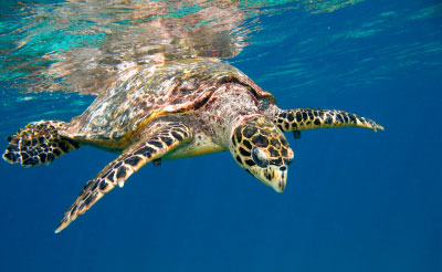 Hawksbill Sea Turtle, photo by iStock