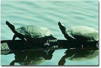 Two turtles sunbathing on a log.